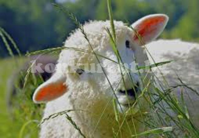 В Репляна пазят рядка порода овца