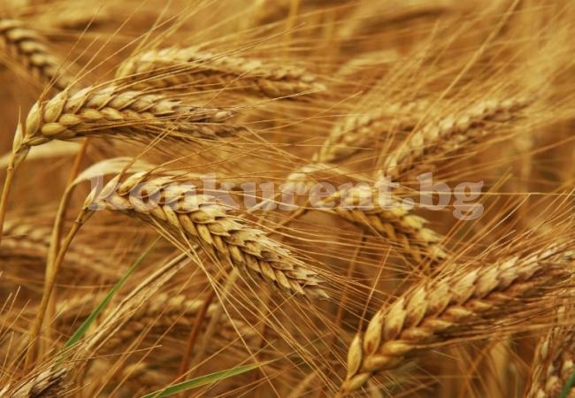 Рекордни са добивите на пшеница в Монтанско