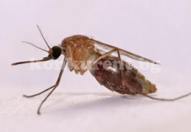 8 неща, заради които комарите ви хапят 
