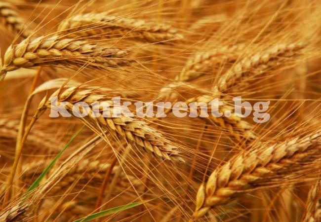Висока е реколтата на житото