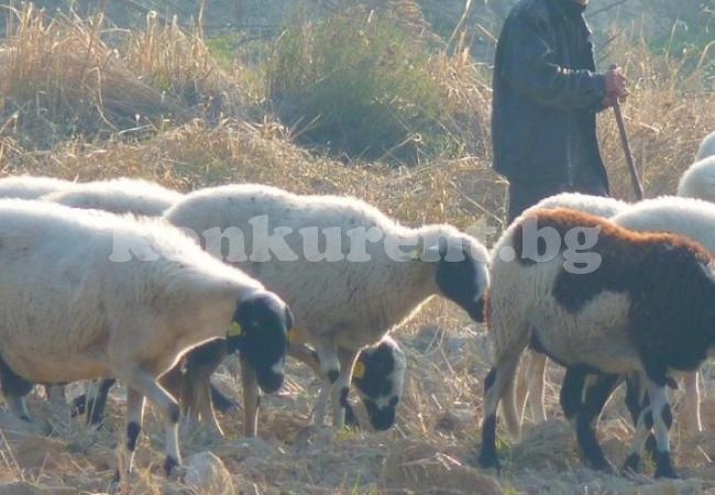 Пастир спретна пъклено отмъщение на чорбаджията си заради мизерна надница в натура  