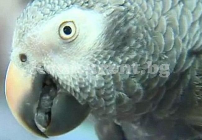 Жена влезе в затвора, след като папагалът ѝ я издаде за убийството на мъжа ѝ (СНИМКИ)  