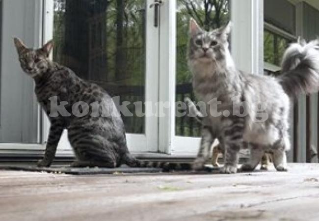 (ВИДЕО)Две котки от Книгата на рекордите на Гинес изчезнаха 