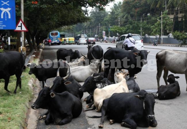 Двама индийски фермери убили мюсюлманин, пращал крави в кланица