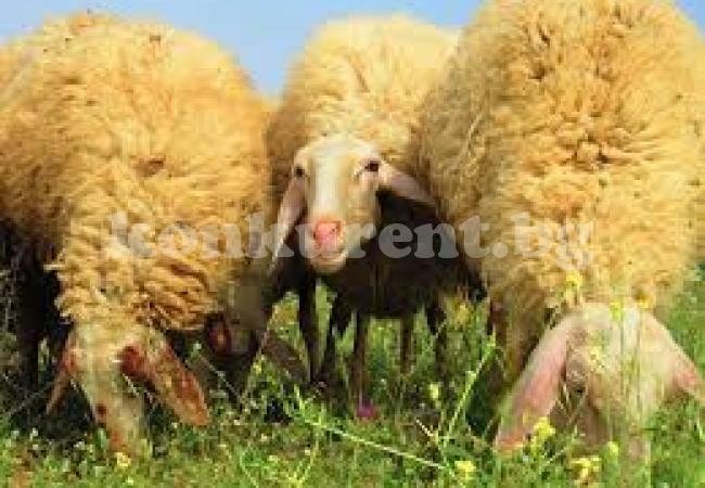 Изграждат ферма за израелски овце