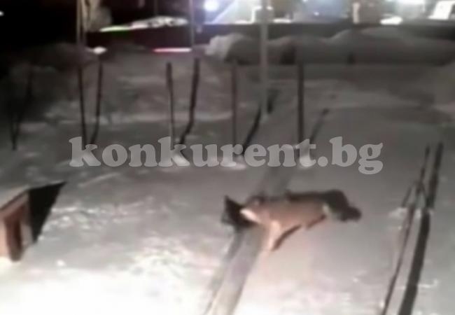 Гладни вълци нападат добитък и хора (СНИМКИ/ВИДЕО) 