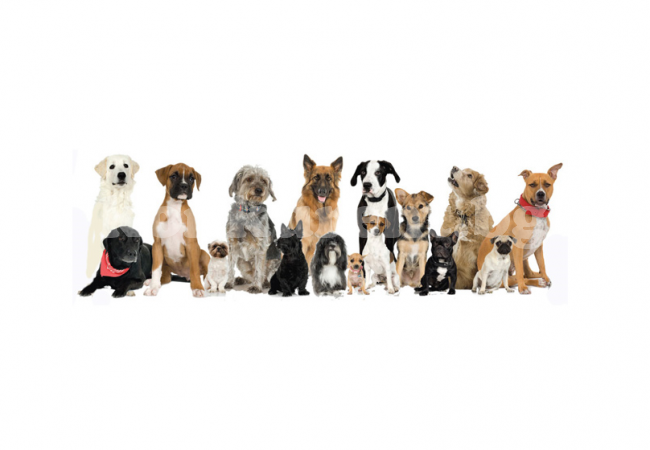Призовават домоуправителите за съдействие при регистрирането на домашни кучета