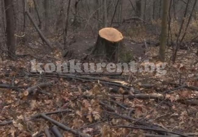 Защо 527 дървета в Борисовата градина бяха отсечени