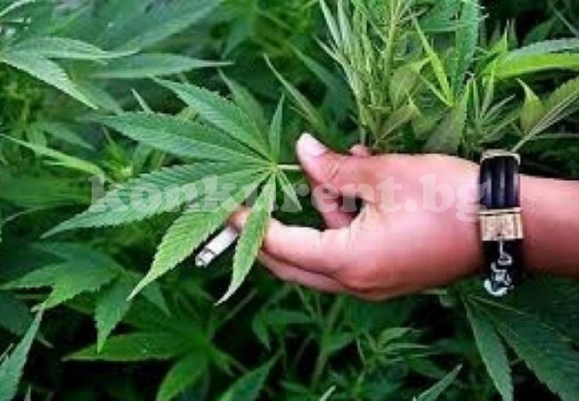 Полицаи иззеха близо 4 кг марихуана