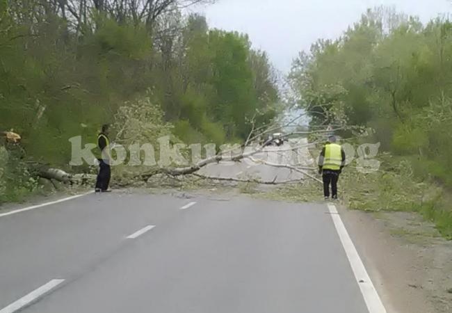 Почистват край пътя между Враца и Криводол СНИМКИ
