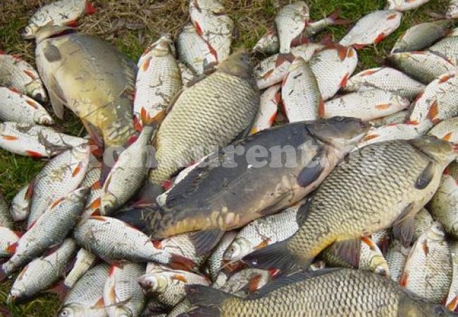 /ОБНОВЕНА/ Спипаха бракониер с над 80 кг риба