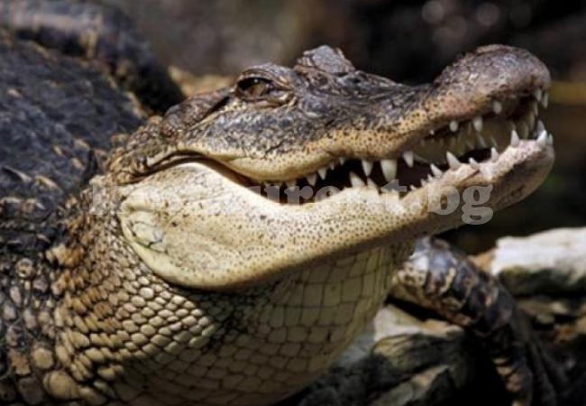 Гневна тълпа преби изнасилвач и го хвърли в клетка с крокодили (ВИДЕО 18+) 