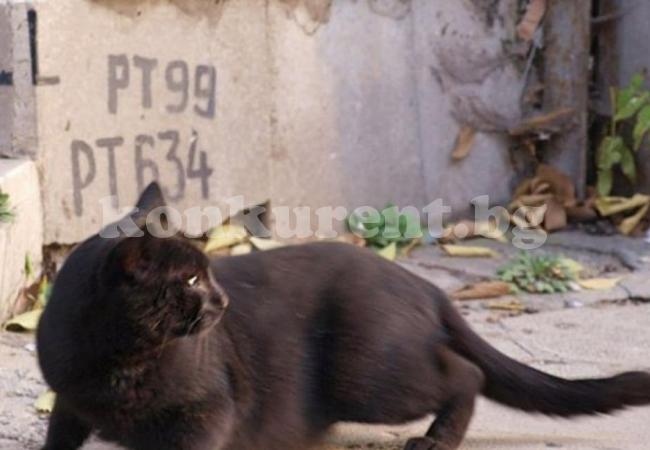 Жена отглежда десетки котки в дома си и тормози съседите