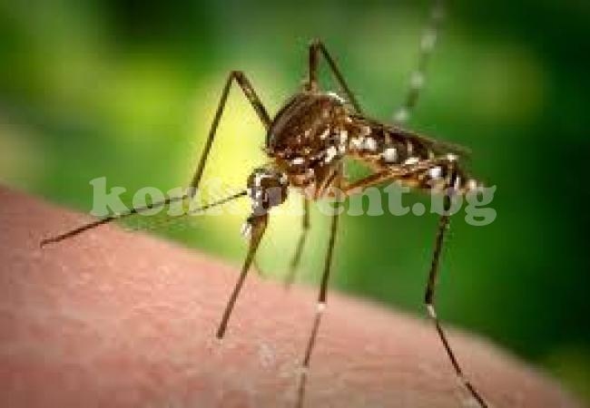 Нашествие от комари заради влагата