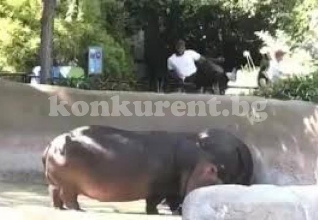Смелчага нашляпа хипопотам по дупето, полицията го търси (ВИДЕО)