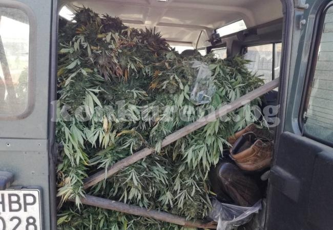 Откриха поредна плантация с марихуана в северозапада (СНИМКИ)