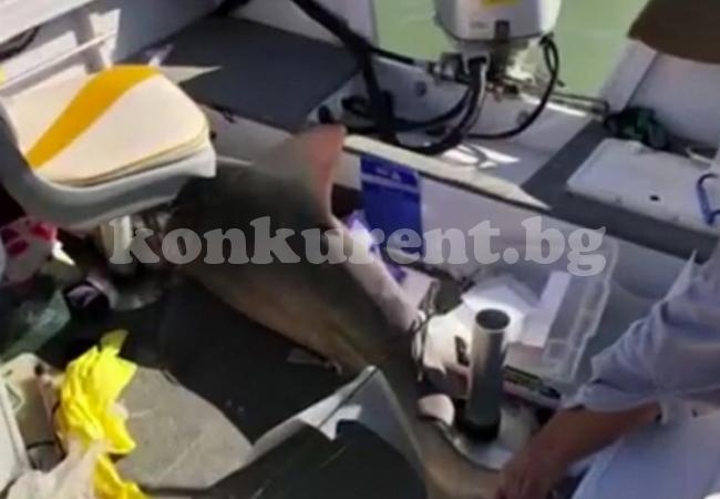 Акула скочи в лодката на семейство туристи 