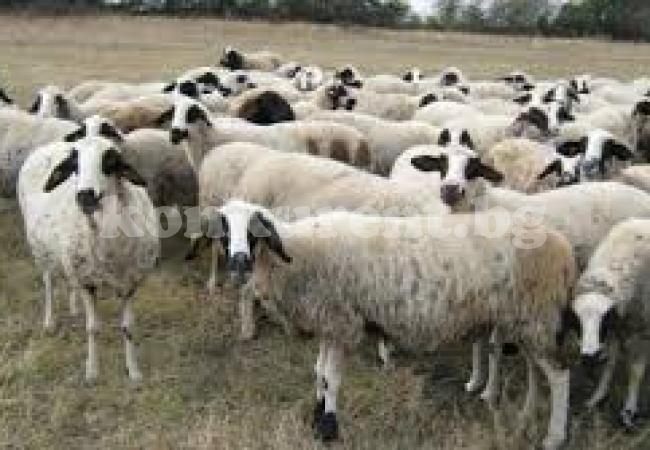 Опасна зараза плъзна сред овцете във Видинско