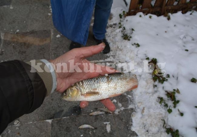 Мъртва риба изплува от водите на река в Северозапада
