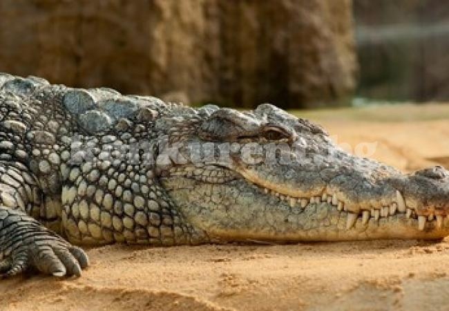 Крокодил уби мъж пред очите на племенника му