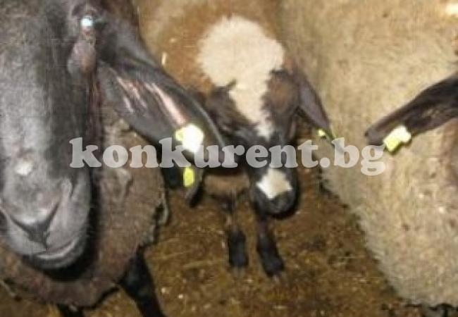 Хванаха крадците на 2-те овце от Михайлово