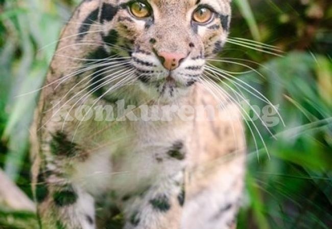 Бракониери с гордост споделят снимки на убит застрашен вид леопард