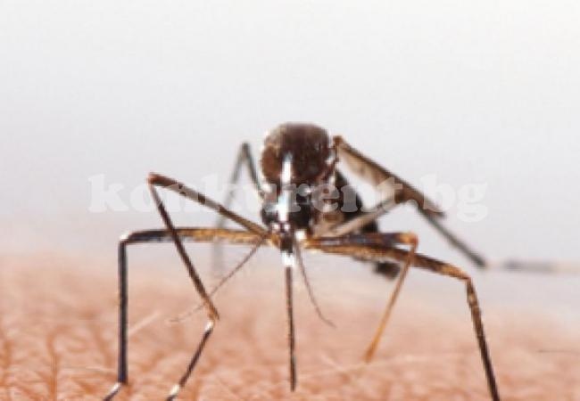 10 причини защо комарите хапят някои хора (а други не)