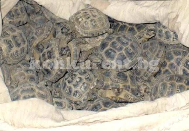 Спипаха контрабандист с 4100 костенурки
