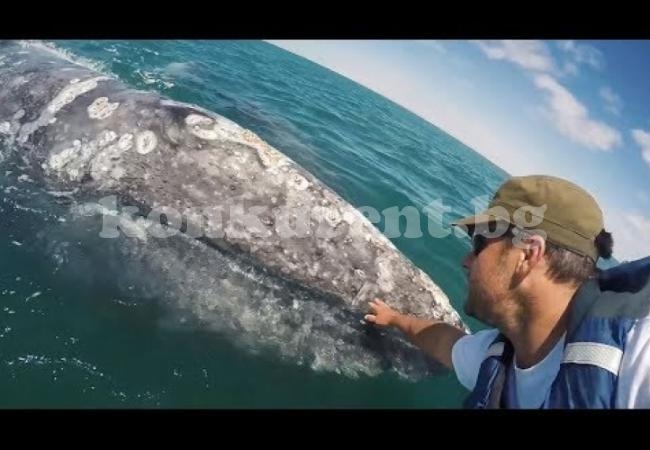 Малък кит доплува до турист, за да го погали (ВИДЕО)