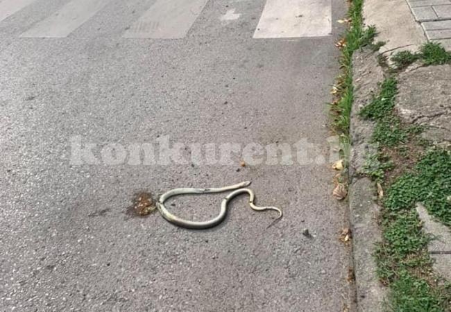 Змии плъзнаха в центъра на голям северозападен град СНИМКИ