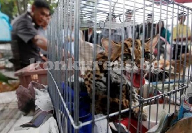 Конфискуваха хиляди диви животни при мащабна операция срещу незаконния трафик