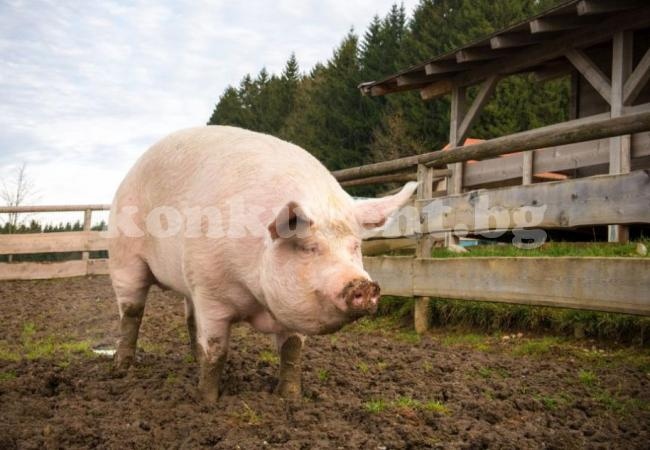 Обсъдиха мерки срещу африканската чума по свинете 