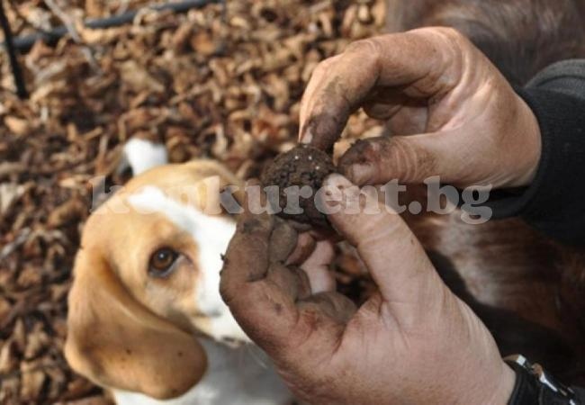 Искат забрана за събиране на трюфели в горите заради чумата по свинете