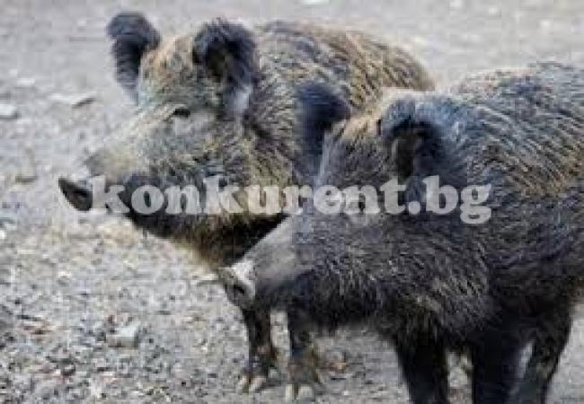 Провеждат информационна кампания за Африканската чума по свинете