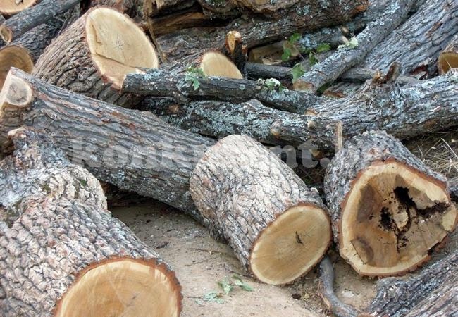 В дома на жена намериха незаконно отсечени дърва