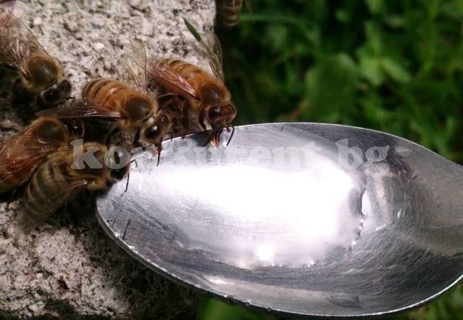 Подхранваме пчелите с мед или захарен разтвор
