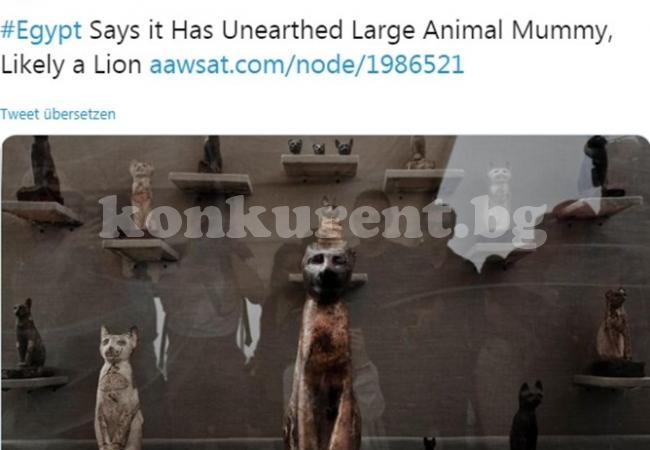 Мумия на огромно животно беше открита в Египет