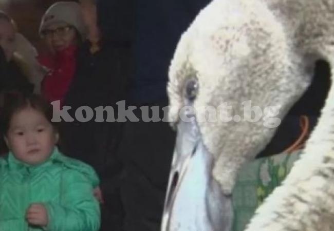 Неочаквано: Фламинго се озова в мразовития Сибир (СНИМКИ)