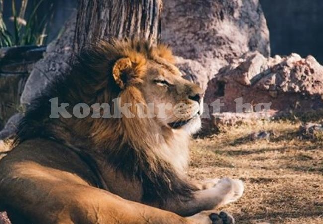 Лъв охранявал частен дом в Нигерия