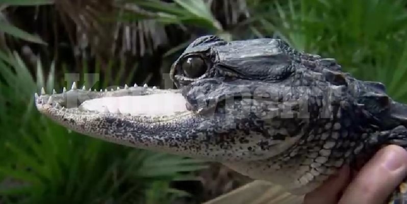 Спасиха алигатор без горна челюст, отрязана от витло на лодка