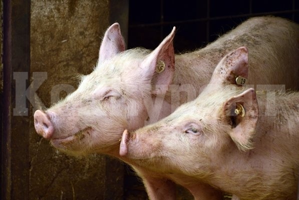 Огнище на африканска чума по свинете бе открито в една от най-големите свинеферми в Румъния