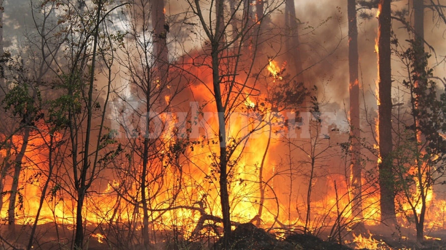 Пожар изпепели 118 декара гора край Берковица