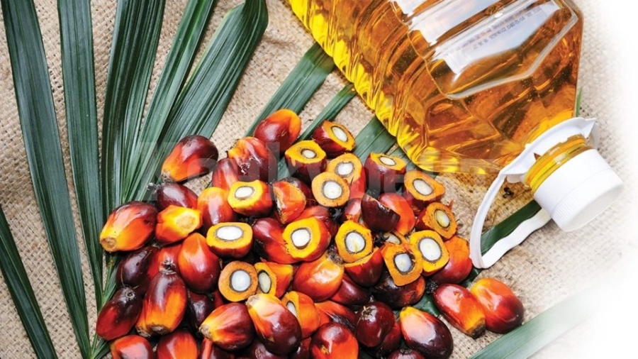 Палмовото масло: Какви са ползите и вредите