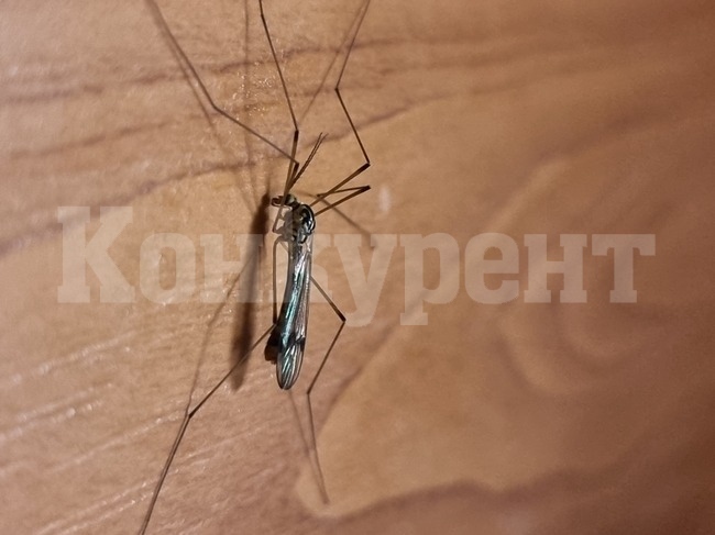 От началото на годината в страната са регистрирани три случая на денга и един случай на морбили