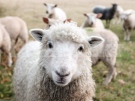 Апаши задигнаха овце и агнета  в село Лесура