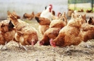 Забраниха пазарите и изложбите на пернати в Монтанско заради птичия грип