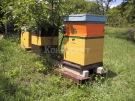 Разследват кражба на пчелни кошери в община Димово 