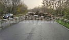Отстраниха паднало на пътното платно дърво във Видинско 