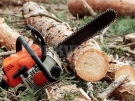 Над 1 600 обекти за добив на дървесина са проверени през първото тримесечие на тази година в горите на Северозапада