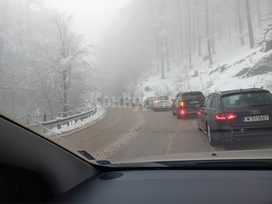 Паднало дърво затиска движението през Петрохан!